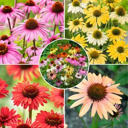 Echinacea - Mix van 6 - Zonnehoed - Wortelstokken - Bloeiende plant