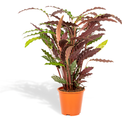 Calathea Rufibarba - 85cm hoog, ø19cm - Kamerplant - Schaduwplant - Luchtreinigend
