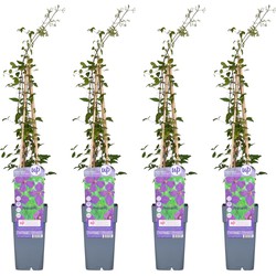 Hello Plants Clematis Viticella Polish Spirit Bosrank - Klimplant - 4 Stuks - Ø 15 cm - Hoogte: 65 cm