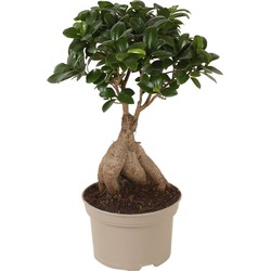 Ficus Ginseng - Japanse Bonsai - Pot 12cm - Hoogte 30-40cm