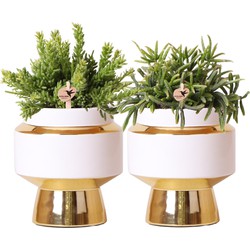 Kolibri Greens | Rhipsalis set van 2 planten in gouden Le Chic sierpotten - keramiek  potmaat Ø9cm