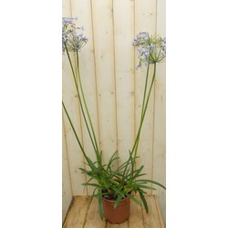 Agapanthus 70 cm