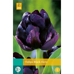 3 stuks - Tulipa Black Hero 4 bollen