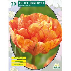 2 stuks - Tulipa Dubbel Laat Sunlover per 20