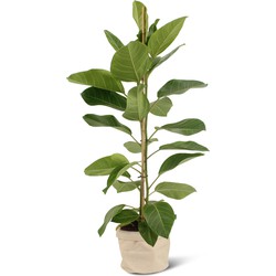 We Love Plants - Ficus Altissima + Plantbag Creme - 85 cm hoog - Luchtzuiverende plant