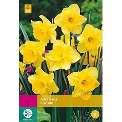 3 stuks - Narcissus Carlton 12 bollen