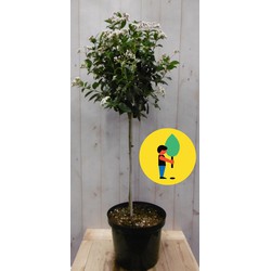 Viburnum Tinus stamhoogte 50 cm en hoogte 100 cm wit