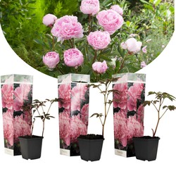 Paeonia 'Sarah Bernhardt' - Roze - Set x3 - Pioenroos - ⌀9cm - Hoogte 0-40cm