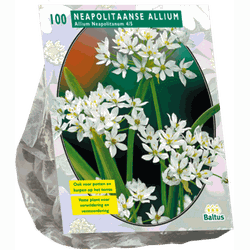 2 stuks - Allium Neapolitanum per 100