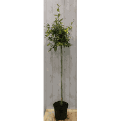 Elaeagnus Olijfwilg geelbont blad op stam 80 cm dia 40 cm