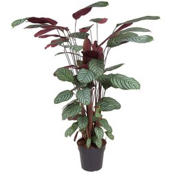 Calathea Oppenheimiana - Licht paarse bladeren - Pot 27cm - Hoogte 120-130cm