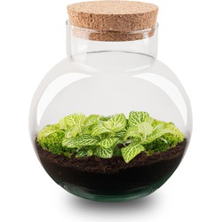URBANJNGL - Plant Terrarium - Noah - DIY kit - ↑ 20 cm