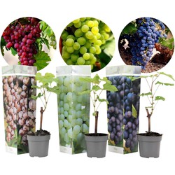 Druivenplanten - Mix van 3 - Vitis Vinifera - Pot 9cm - Hoogte 25-40cm