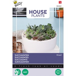 House Plants Mixed Succulents, Vetplanten - Buzzy