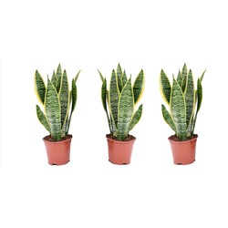 Sansevieria Laurentii - Set van 3 - Vrouwentong - Pot 12cm - Hoogte 30-40cm