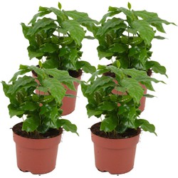 ZynesFlora - Coffea Arabica - 4 Stuks - Ø 12 cm - Hoogte: 25 cm - Kamerplant - Koffieplant