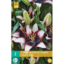 Lilium aziatisch Zwart-Wit