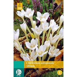 3 stuks - Colchicum autumnale Album 1 bollen