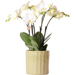 Kolibri Orchids | Witte Phalaenopsis Jewel Ghent orchidee in groene Stripe sierpot | Ø12cm