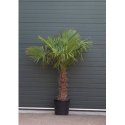 Chinese waaierpalm Trachycarpus Fortunei h 150 cm st. h 60 cm