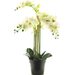 (Best) RT Phalaenopsis Bora x5 in pot 60cm white - Nova Nature