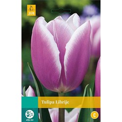 3 stuks - Tulipa Librije 5 bollen