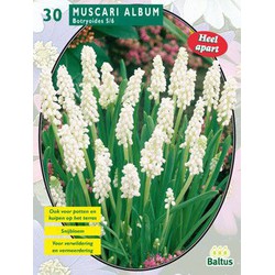 2 stuks - Muscari Botryoides Album per 30