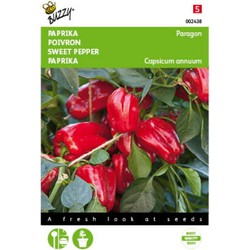 5 stuks - Paprika Snack Patio - rood - Paragon Tuinplus