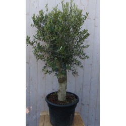 Olijfboom Olea stamhoogte 50 cm en boomhoogte 150 cm Redelijk Dikke Stam