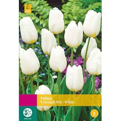 2 stuks - Tulipa Triumph wit 20 bollen