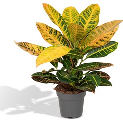 Hello Plants Codiaeum Petra Croton - Ø 17 cm - Hoogte: 45 cm - Wonderstruik