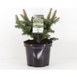 Abies balsemea nana 40 cm