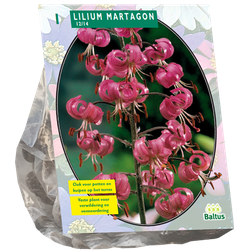 Lilium Martagon per 1 bloembollen