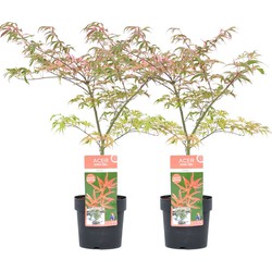 Acer palmatum 'Shirazz' - 2x - Japanse Esdoorn - Pot 19cm - Hoogte 50-60cm