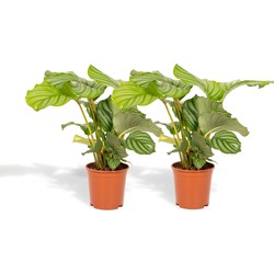 Hello Plants Calathea Orbifolia Pauwenplant - 2 Stuks - Ø 14 cm Pot - 40 cm - Kamerplant