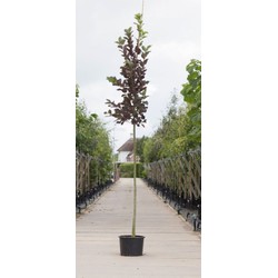 Vogelkers Canada red Prunus vir. Canada Red h 550 cm st. omtrek 19 cm