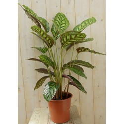 Calathea Makoyana Pauwenplant lichtgroen groot blad 60 cm