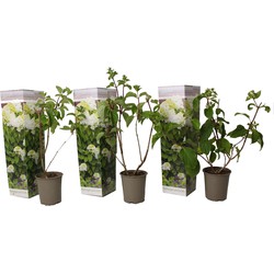 Hortensia Paniculata 'Silver Dollar' - Set van 3 - Pot 9cm - Hoogte 25-40cm