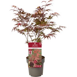 Hello Plants Acer Palmatum Atropurpureum Japanse Esdoorn - Struik, Sierheester - Ø 15 cm - Hoogte: 30 cm