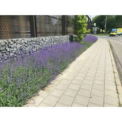 Plantenmat vasteplanten Kattenkruid Nepeta prijs per 1m2 cm Covergreen