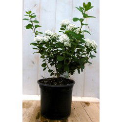 Japanse spierstruik wit 40 cm
