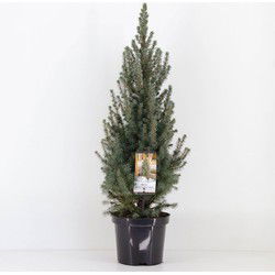 Picea glauca sanders blue 40-50 cm