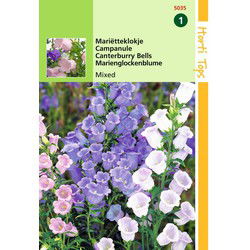 2 stuks - Campanula Medium Enkelbloemig Gemengd