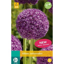 3 stuks - Allium Ambassador 1 bol