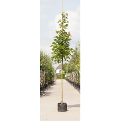Zuil esdoorn Acer platanoides Columnare h 350 cm st. omtrek 12 cm