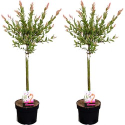 Salix Flamingo - Set van 2 - Bonte Wilg - Pot 17cm - Hoogte 60-80cm