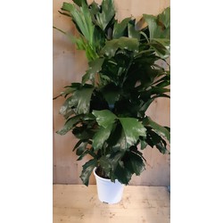 Caryota Zachte vinnetjespalm 70 cm hoog kamerplant - Warentuin Natuurlijk