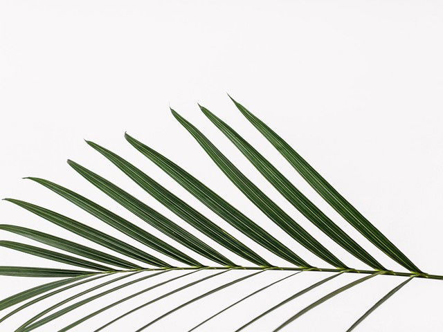 Budget shopping: 20 planten onder €30