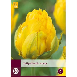 Tulipa Vanille Coupe