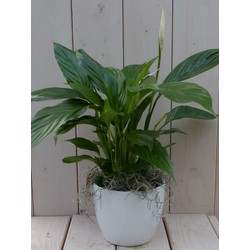 Lepelplant Spathiphyllum witte pot 40 cm